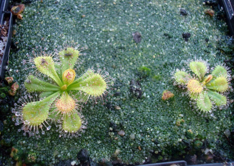 Drosera tubéreux  (petite compilation) Dsc08517