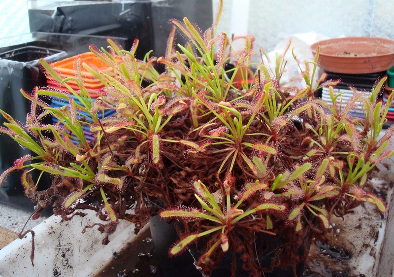 Les Drosera capensis Dsc08811