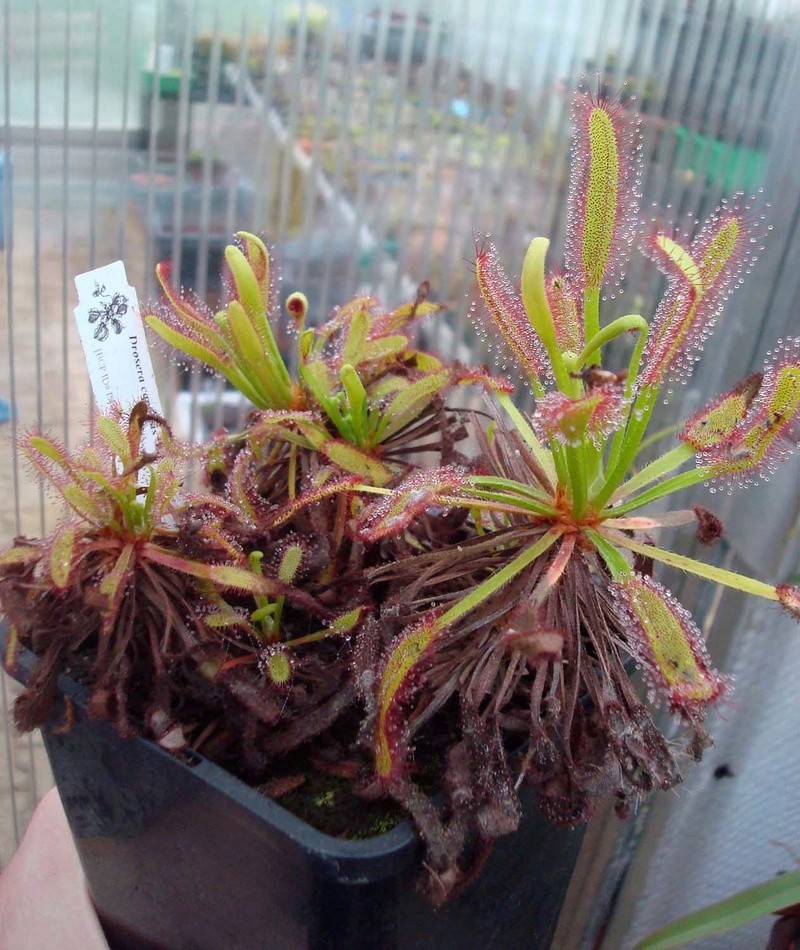 Les Drosera capensis Dsc08812