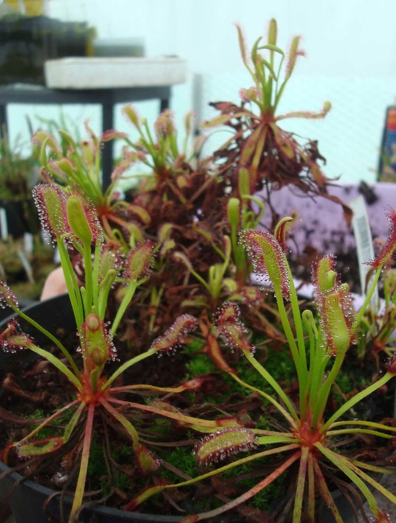 Les Drosera capensis Dsc08814