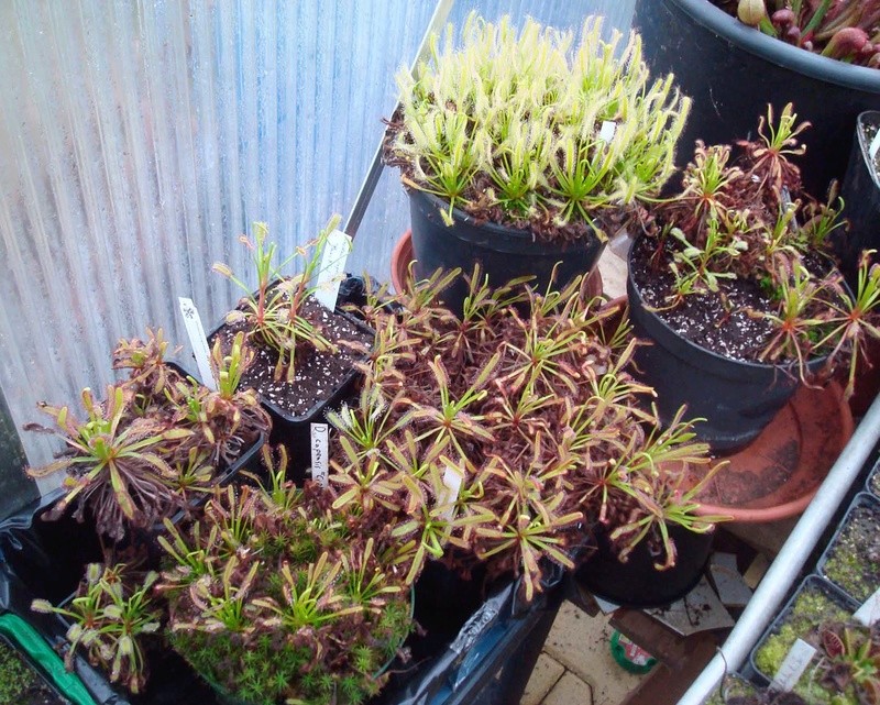 Les Drosera capensis Dsc08816