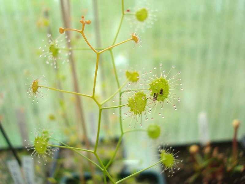 Drosera tubéreux  (petite compilation) Dsc09126