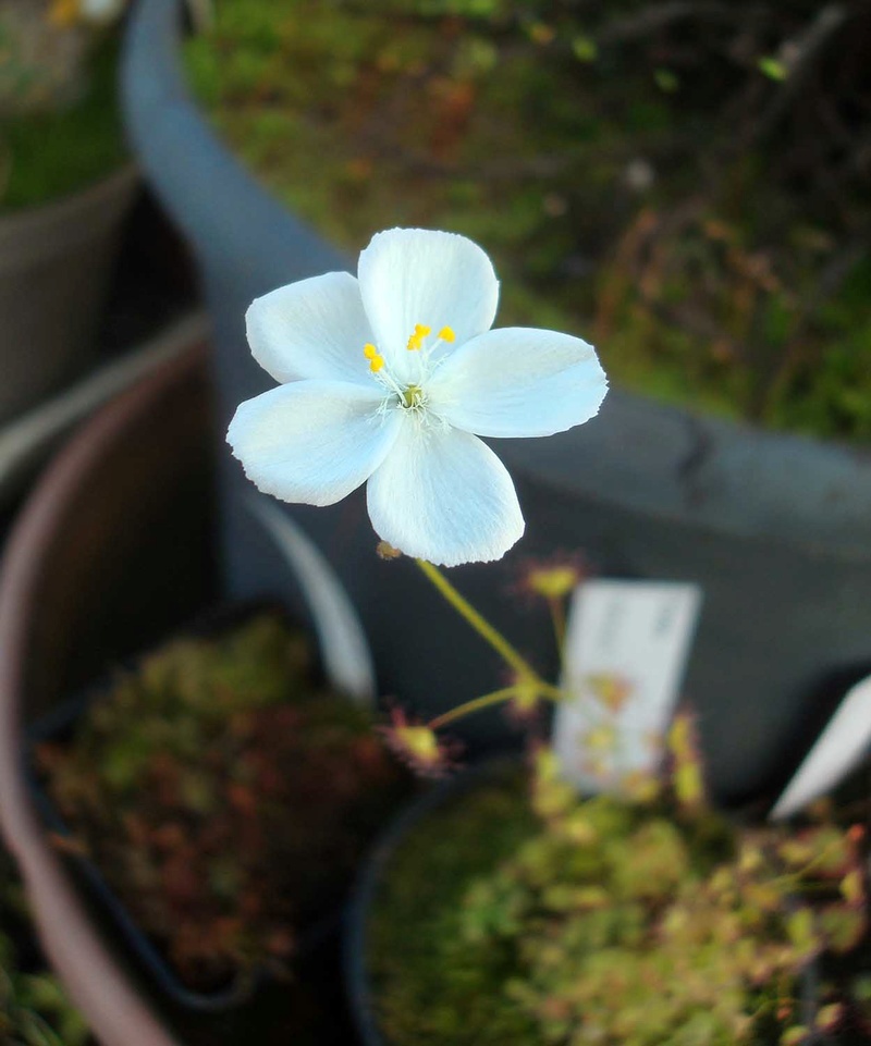 Drosera tubéreux  (petite compilation) Dsc09211