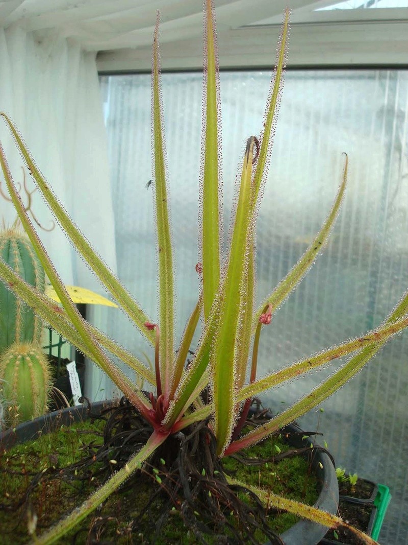 Drosera regia Dsc09721