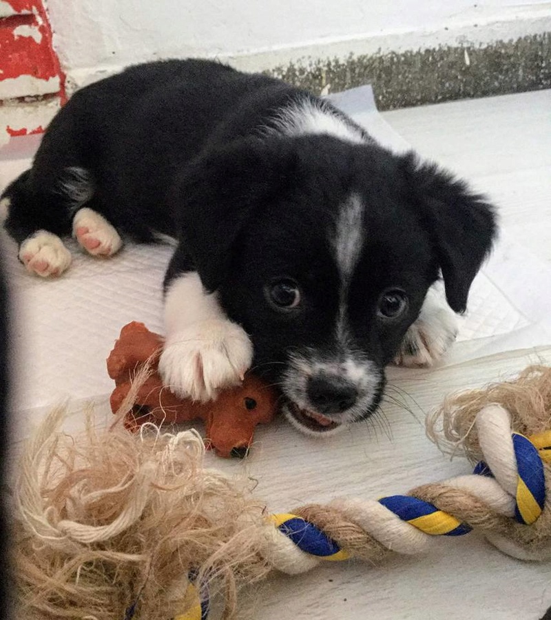 Mooch, petit mâle né en décembre 2017, petite taille 26992110