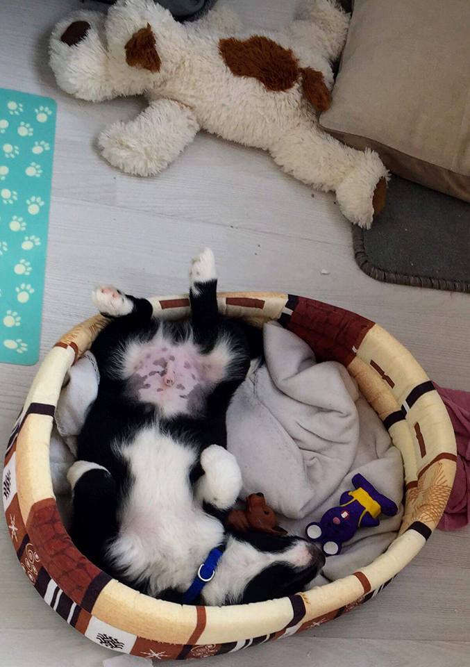 Mooch, petit mâle né en décembre 2017, petite taille 27067510