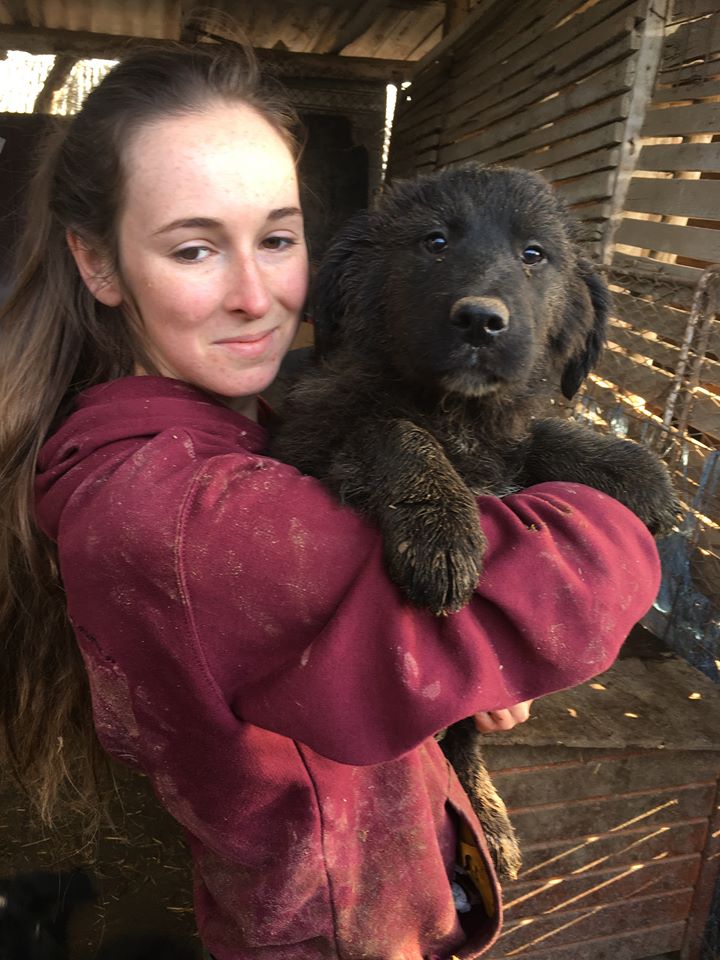 Nova, chienne très sociable, née en octobre 2017 27781410