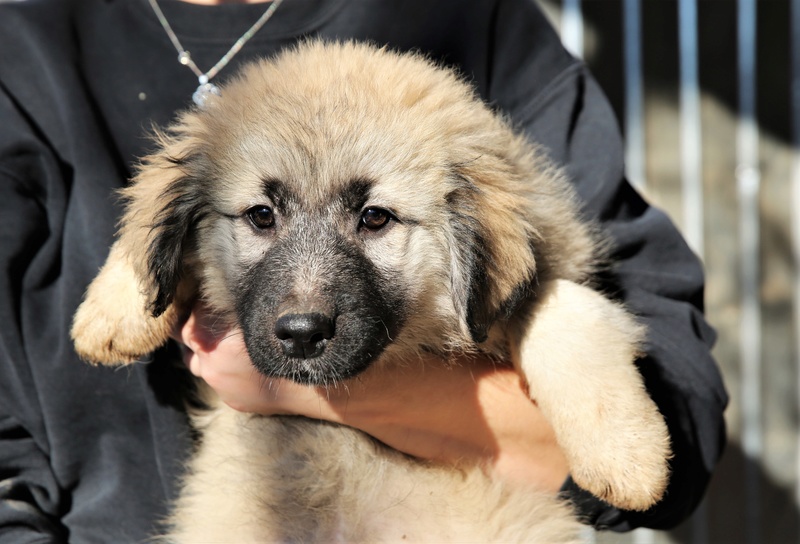 Nikita, chienne très sociable, née en octobre 2017 Nikita11