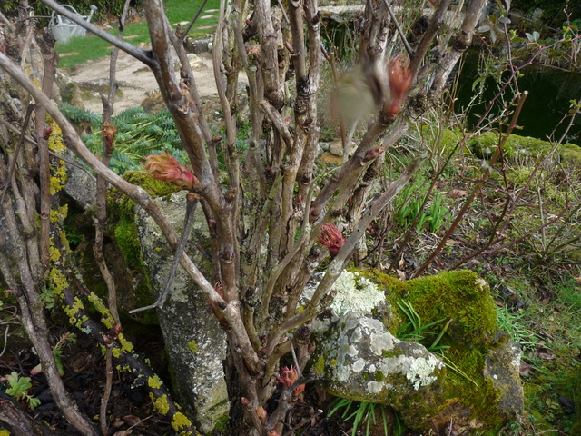 couleurs d'hiver au jardin P1050017