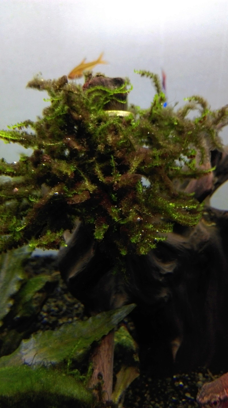 Algues marron Imag0115