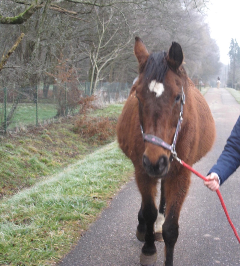 RAMSES - KWPN né en 1998 - adopté en novembre 2017 par Joachim (et Camille) 28276210