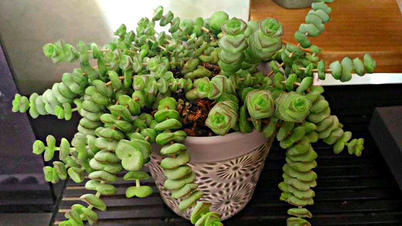 Quelle est cette petite plante et comment la cultiver ?crassula marnierana jade necklare vine ? 19397711