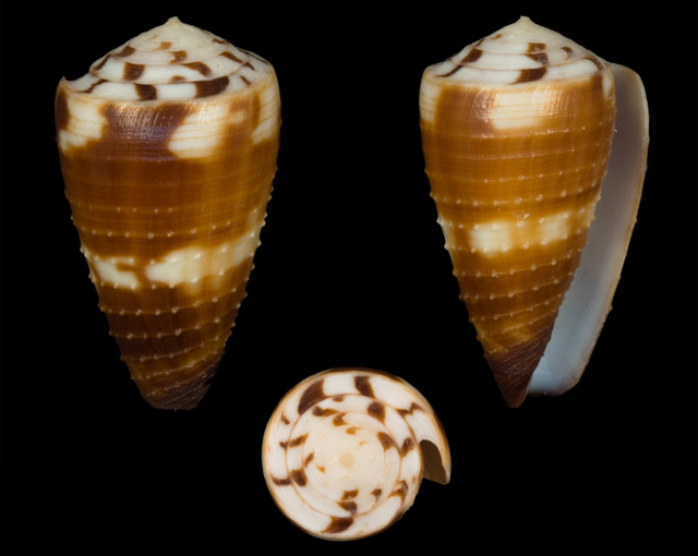 Identification cone 9 Co02610