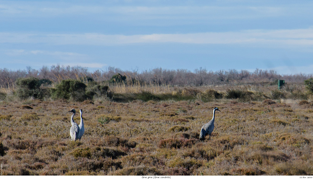 Pour chercher le soleil, direction la Camargue _dsc0914