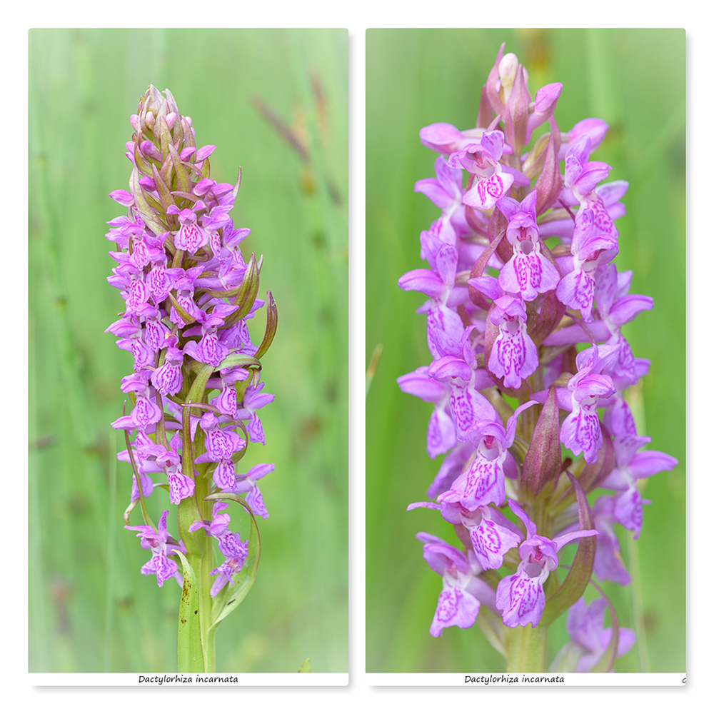 Dactylorhiza(s) de Lediguières Di310