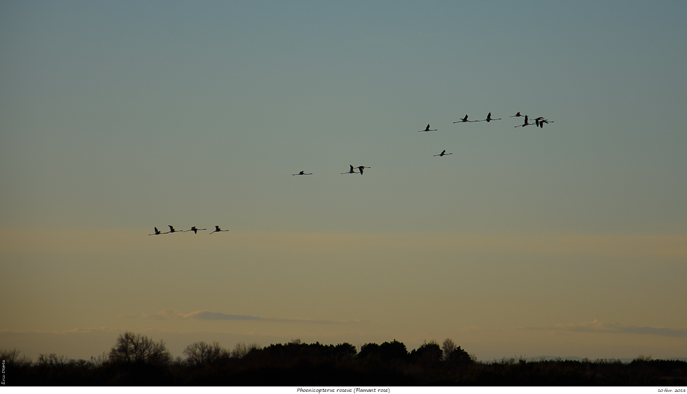 Pour chercher le soleil, direction la Camargue Phoeni10