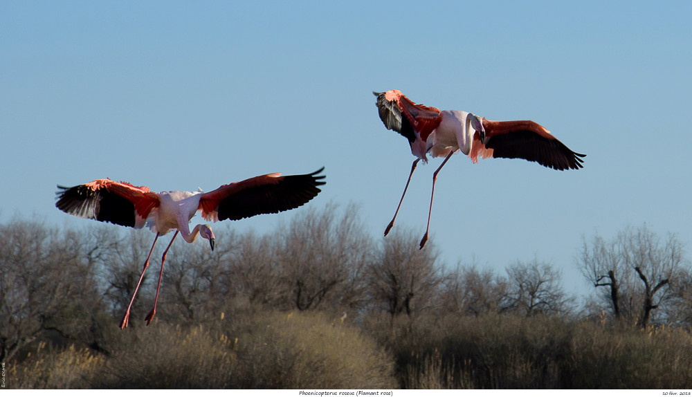 Pour chercher le soleil, direction la Camargue Phoeni14