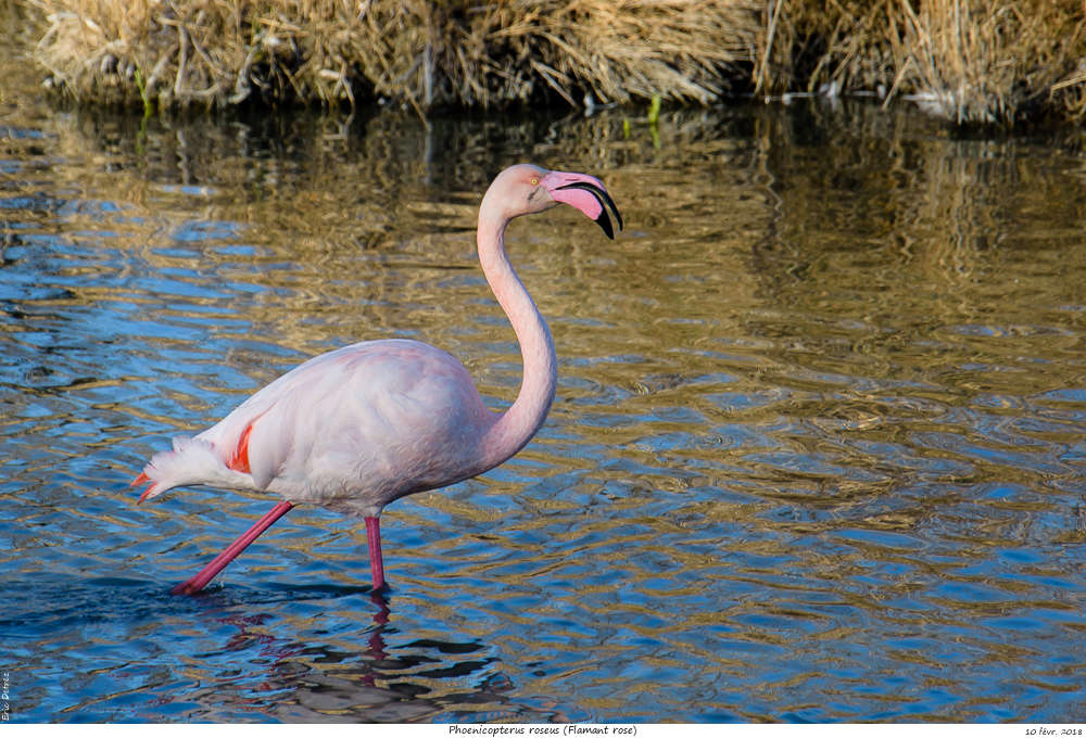 Pour chercher le soleil, direction la Camargue Phoeni26