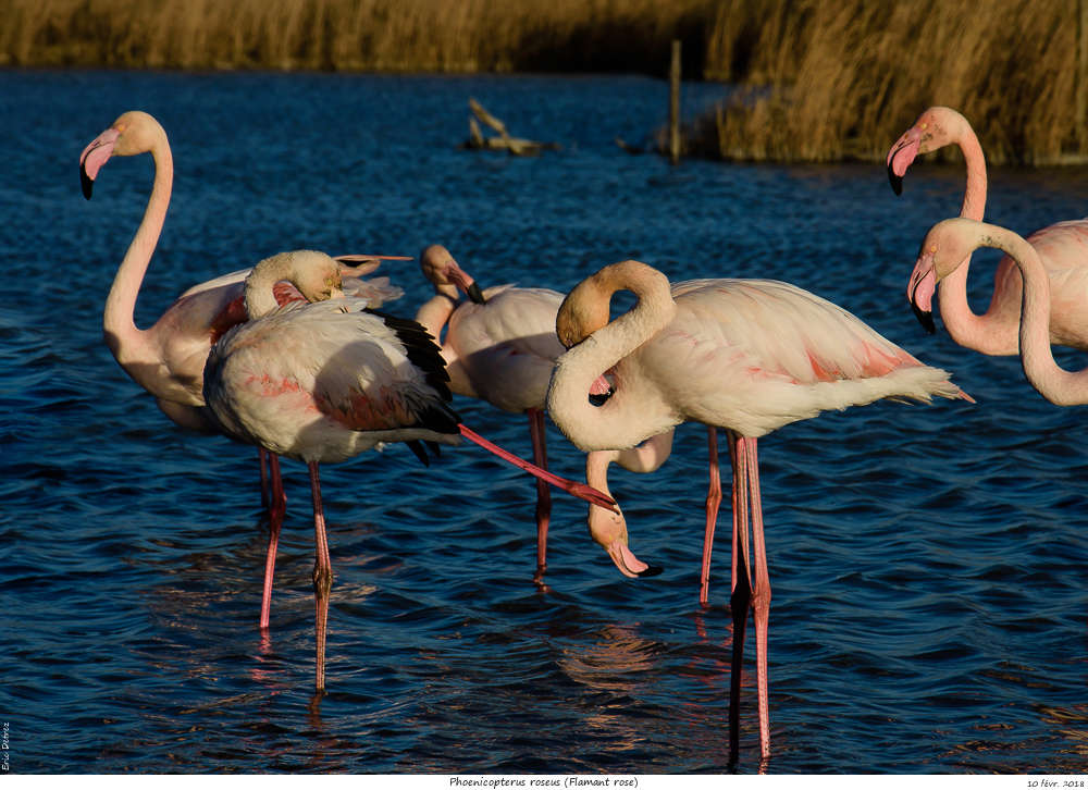 Pour chercher le soleil, direction la Camargue Phoeni27