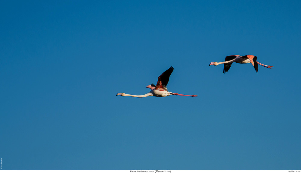 Pour chercher le soleil, direction la Camargue Phoeni28