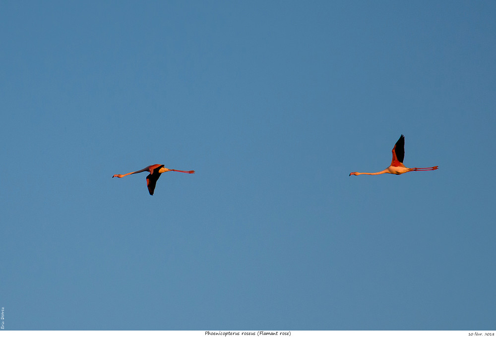 Pour chercher le soleil, direction la Camargue Phoeni29