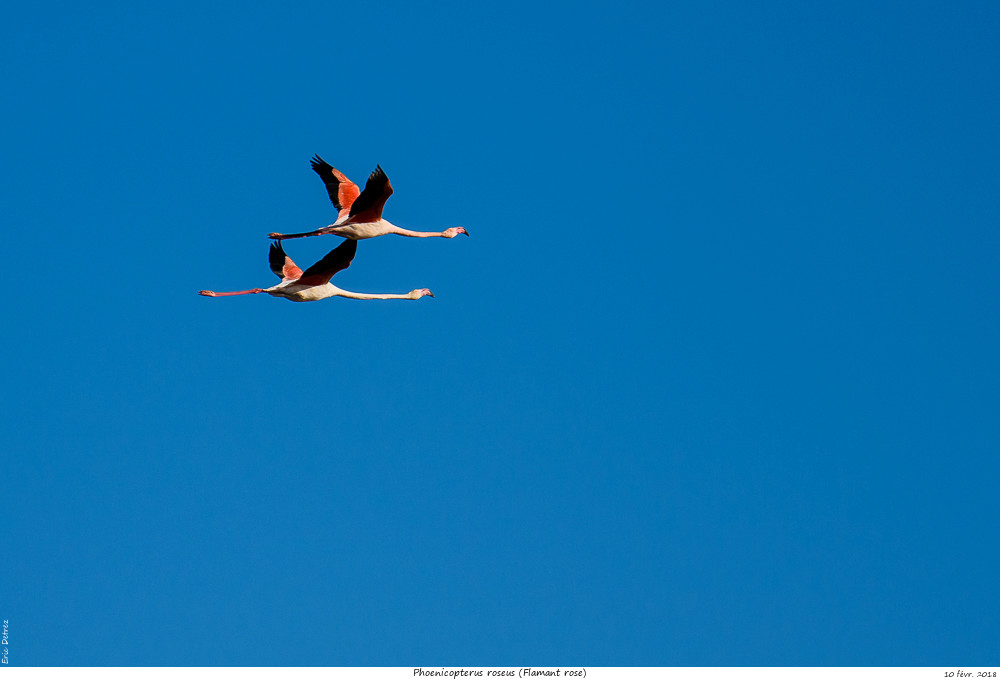 Pour chercher le soleil, direction la Camargue Phoeni32