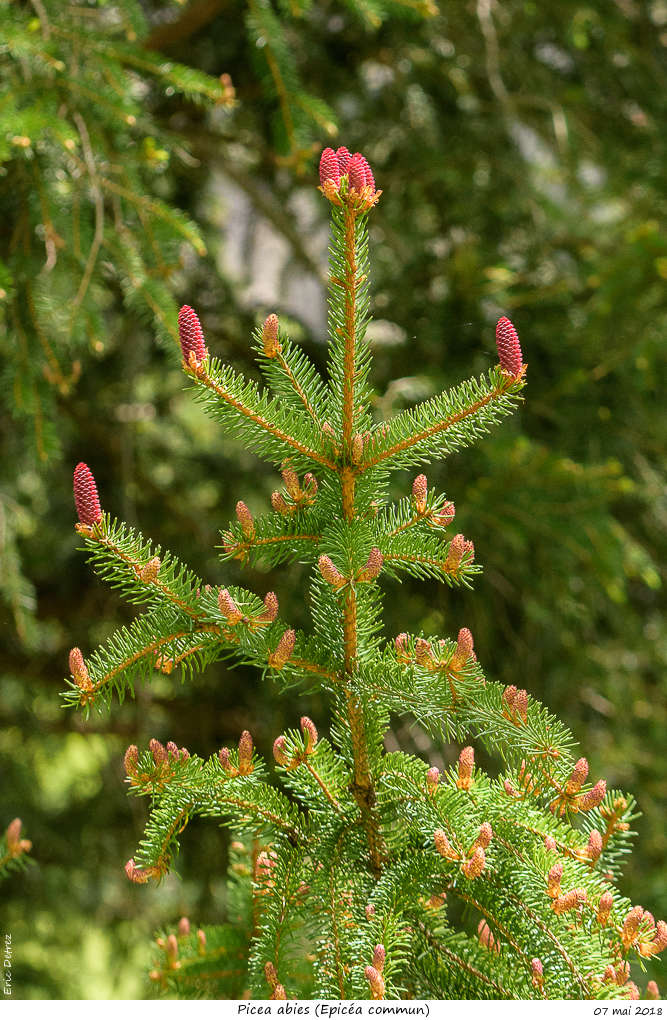 L'année du Hanneton Picea_10