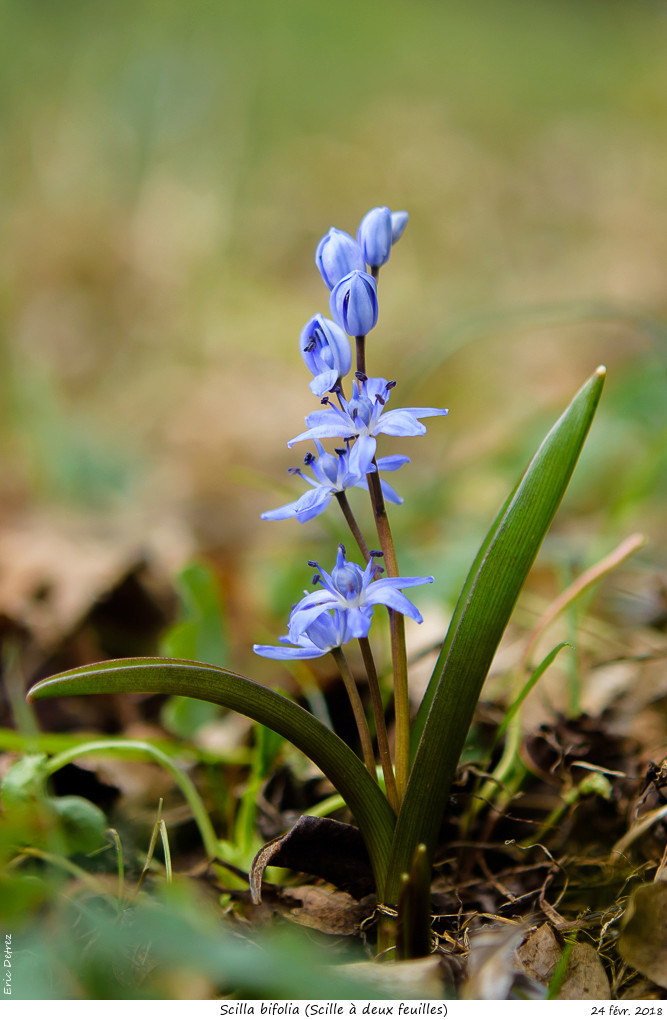 Du bleu, du blanc (du rouge) ou symphonie en scille majeur Scilla21