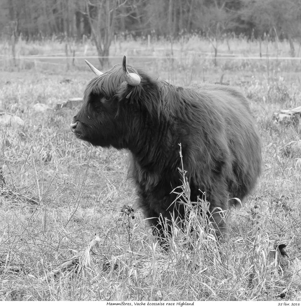 Une histoire drôlement vache ! Vache_16