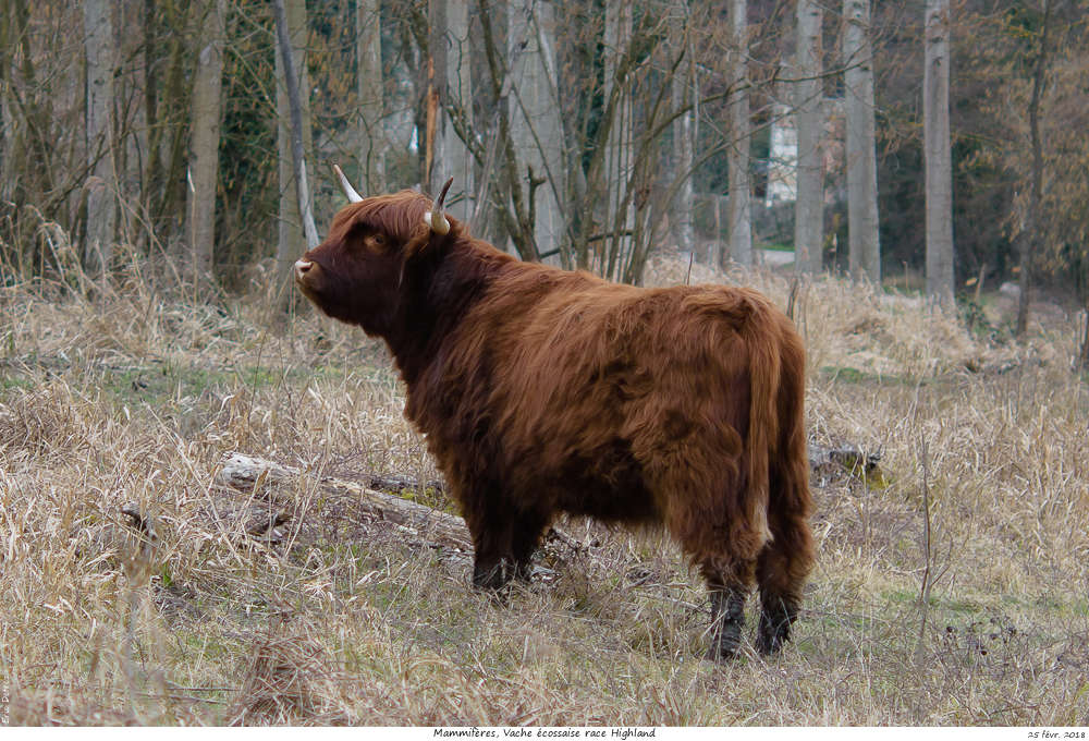 Une histoire drôlement vache ! Vache_17