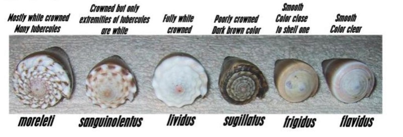 Identification_cone 15 = conus_distans_juvenile Identi10
