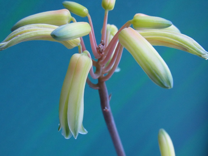 Aloe bakeri Aloeb210