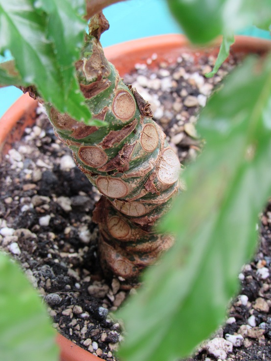 Begonia carolineifolia Begoc210