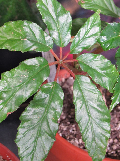 Begonia carolineifolia Begoc310