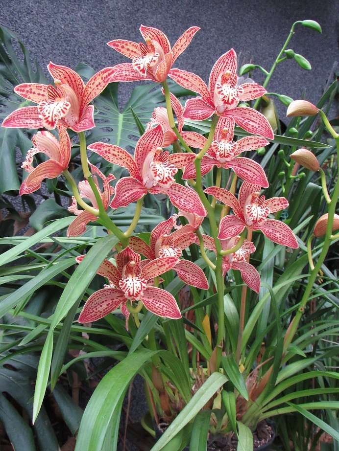 orchidées - floraisons du moment 2018 - Page 5 Cymbid10