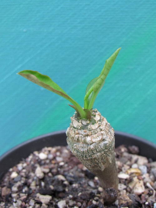 Euphorbia ankarensis - Page 3 Euphan10