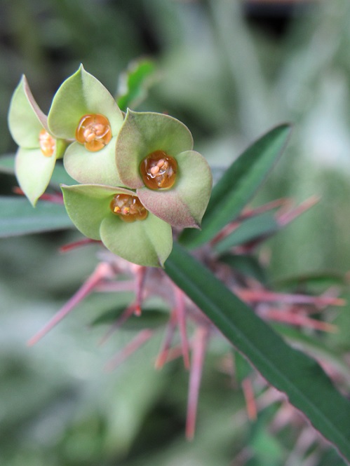 Euphorbia croizatii Euphor23