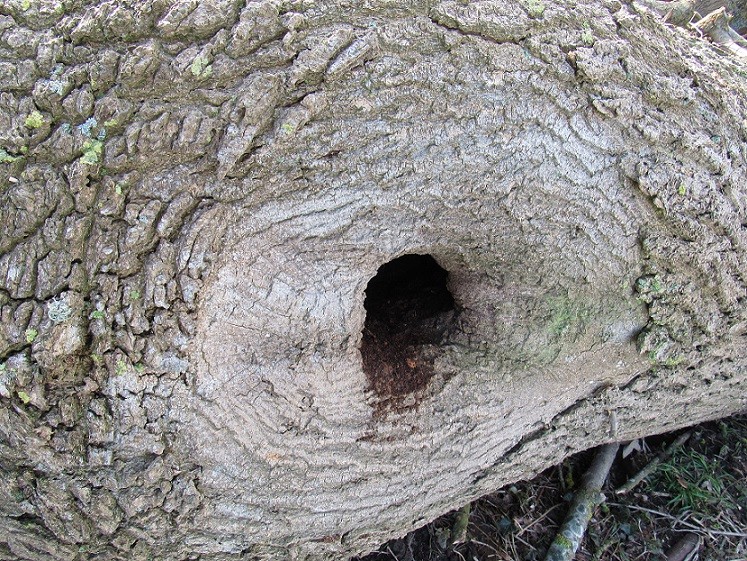 Fraxinus excelsior - frêne élevé, frêne commun Frene510