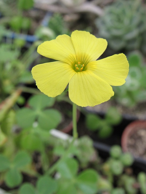 Oxalis carnosa Ox10