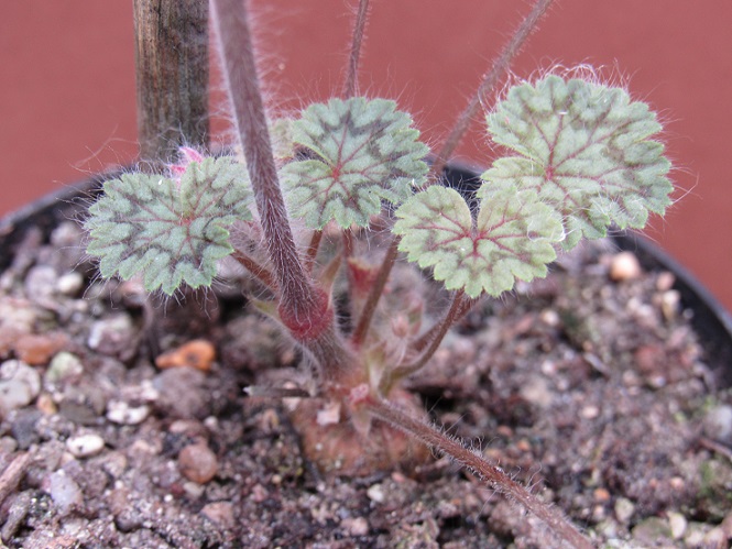 Pelargonium barklyi Pelarb18
