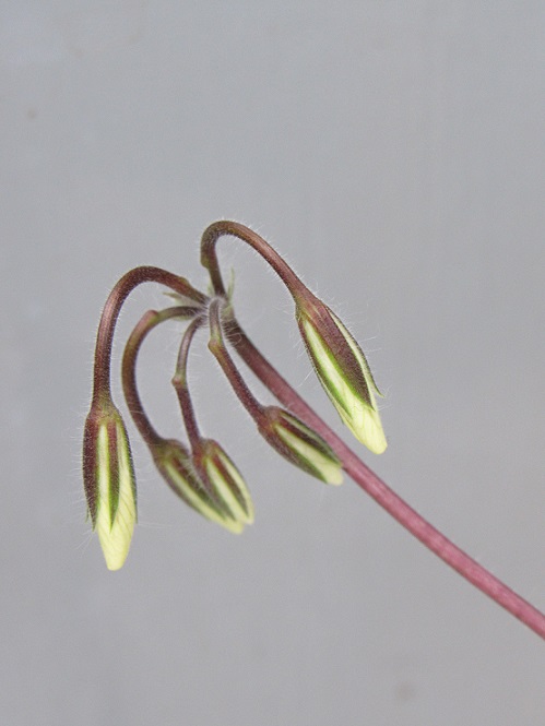 Pelargonium barklyi Pelarb20