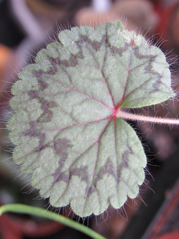 Pelargonium barklyi Pelarb23
