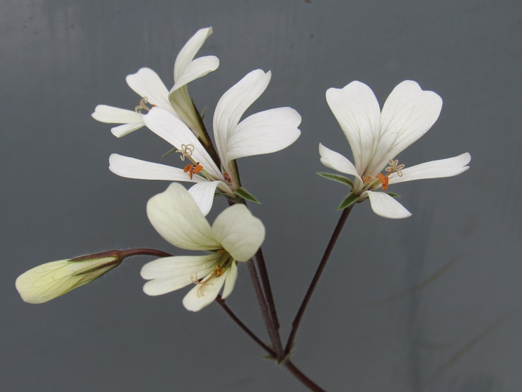 Pelargonium barklyi Pelarb25