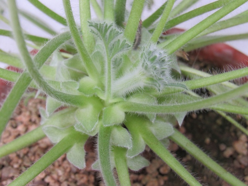 Pelargonium x Pelari10