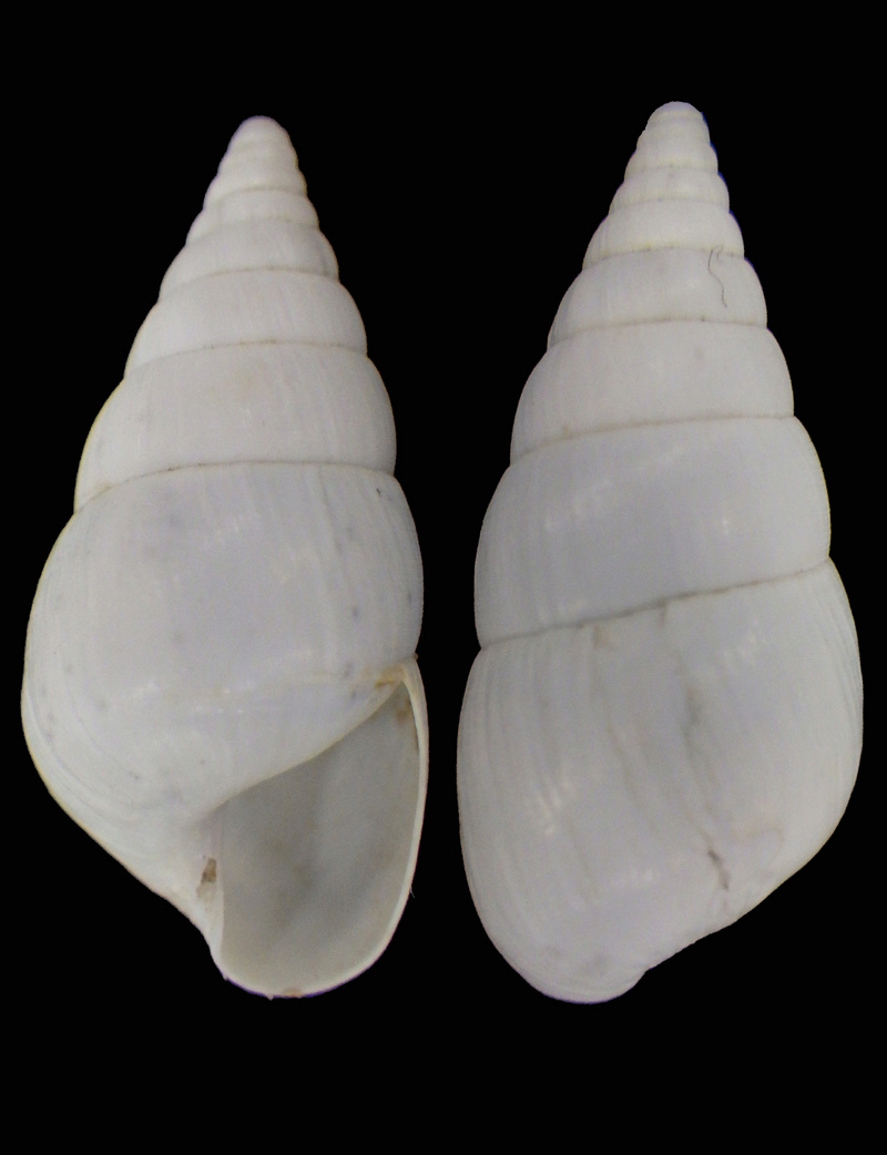 Achatinidae Xerocerastus damarensis (Adams, 1870)  Achati10