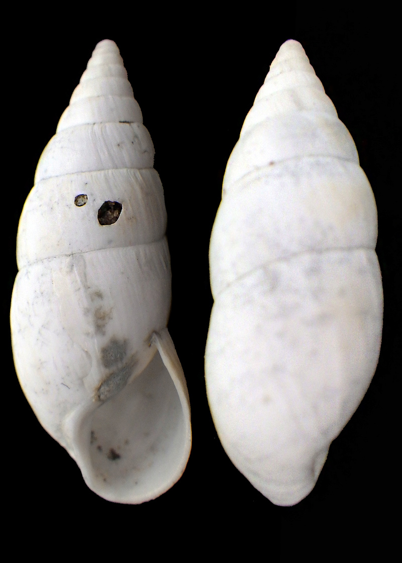 Achatinidae Xerocerastus damarensis (Adams, 1870)  Achati11