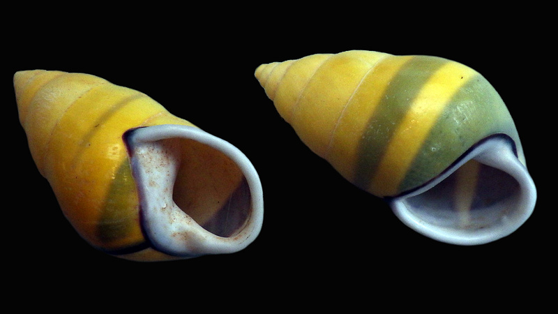 Amphidromus perversus butoti f. infraviridis Laidlaw & Solem, 1961 Amphid10