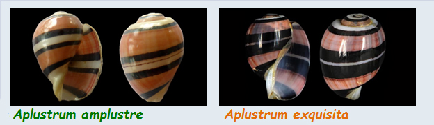 Aplustridae Aplustrum - Le genre, ses espèces, la planche Aplust10