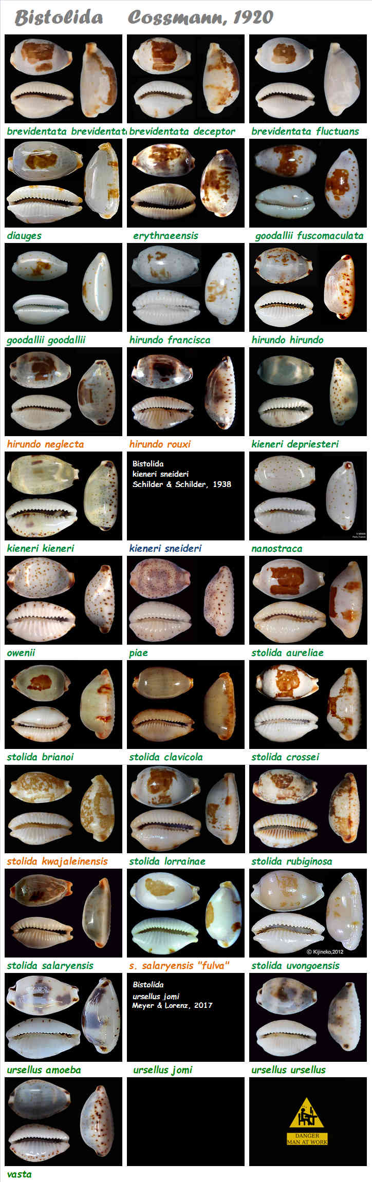  Cypraeidae Bistolida - Discussion sur le genre, la planche Bistol12