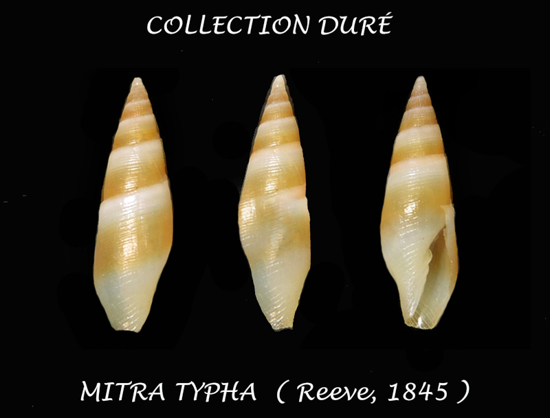 Mitridae - sous-famille provisoire - Carinomitra typha (Reeve, 1845)  Carino10